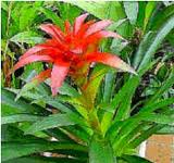 گازمانیا دنیس